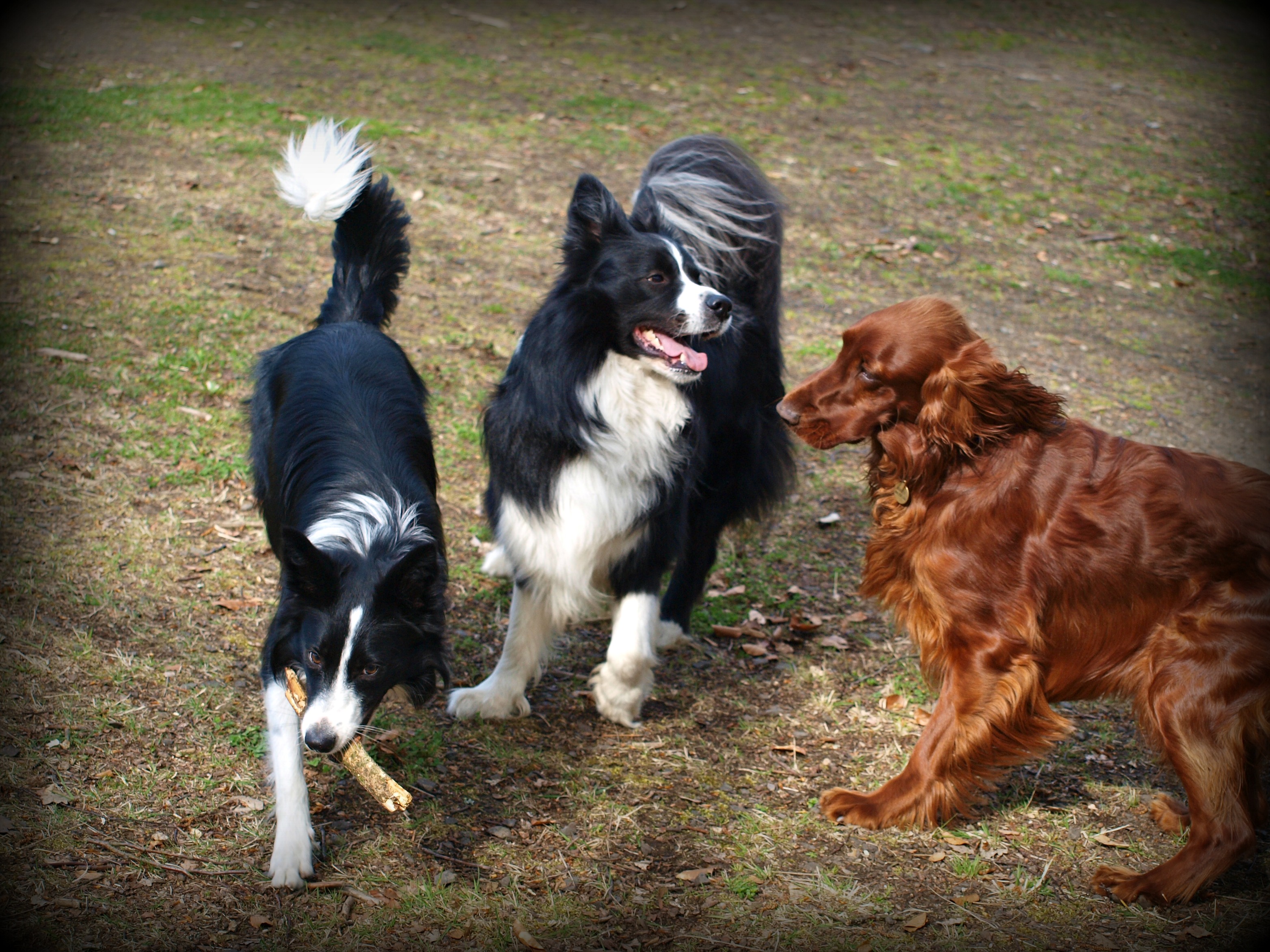 Ajka, Speedy, Beauty