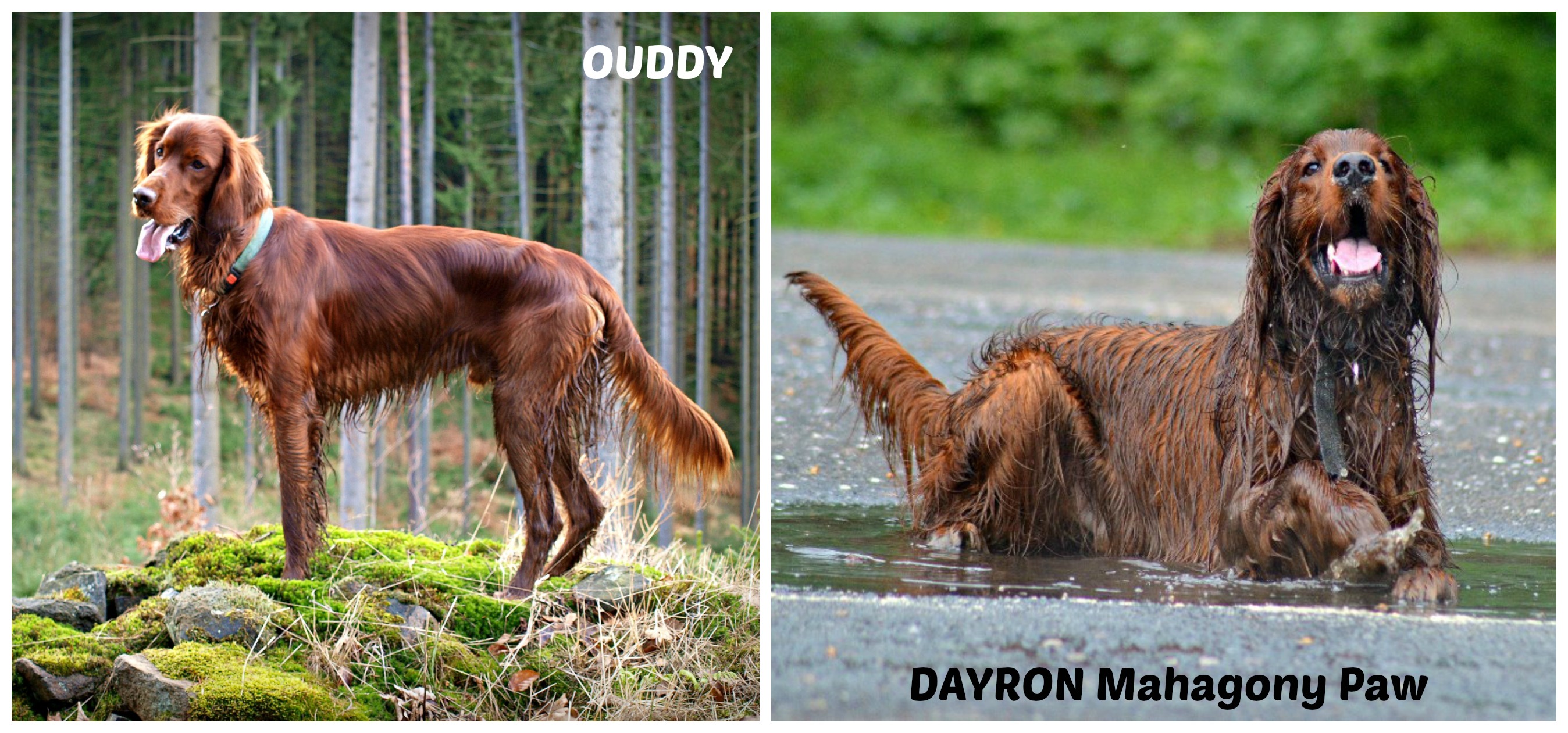 Ouddy, Dayron Mahagony Paw